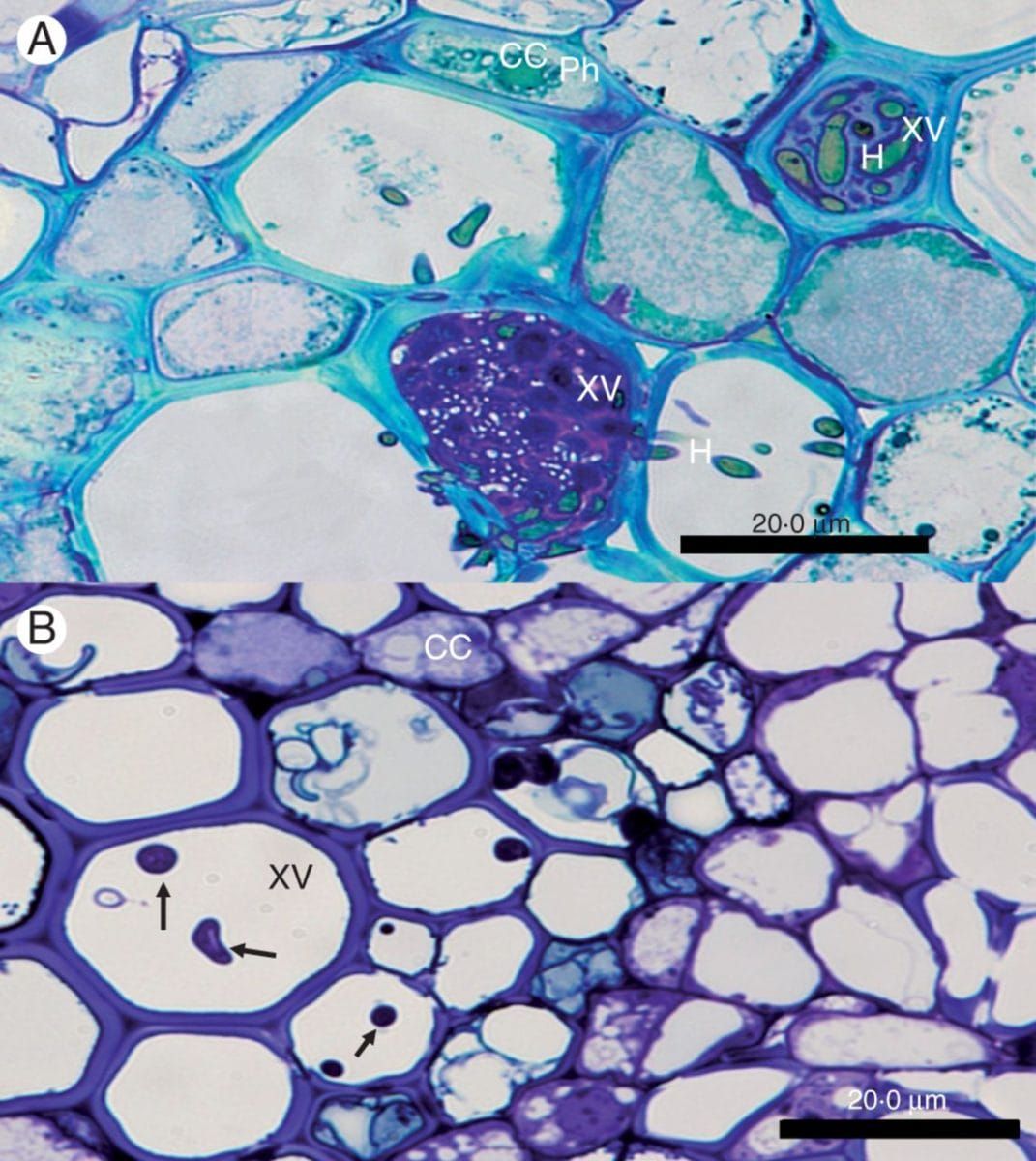 Fusarium oxysporum