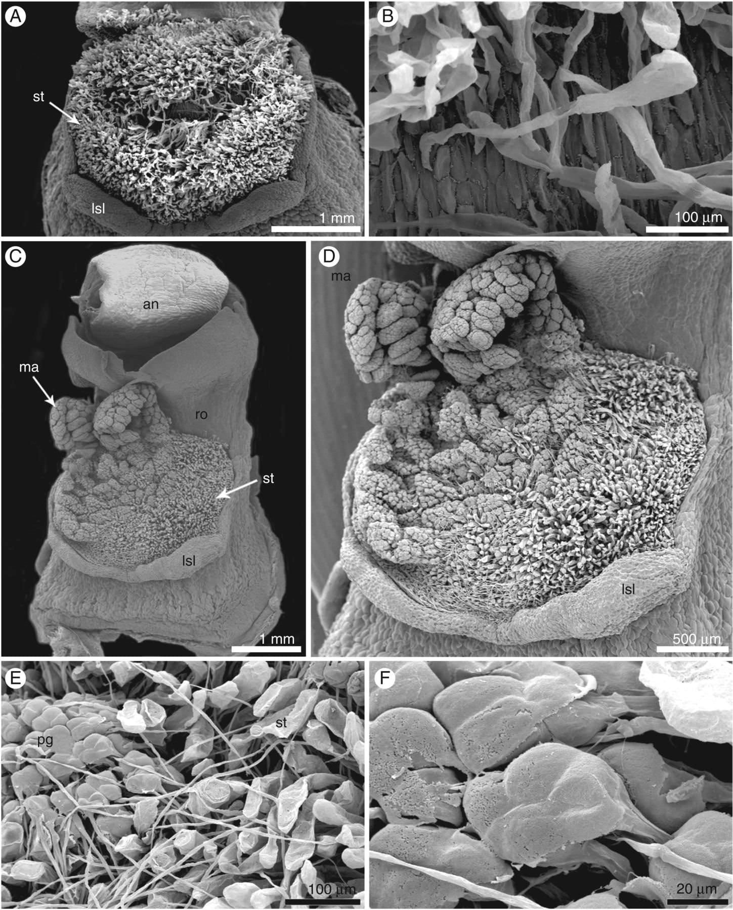 Micromorphology of a hand-pollinated flower of Epipogium aphyllum (SEM).