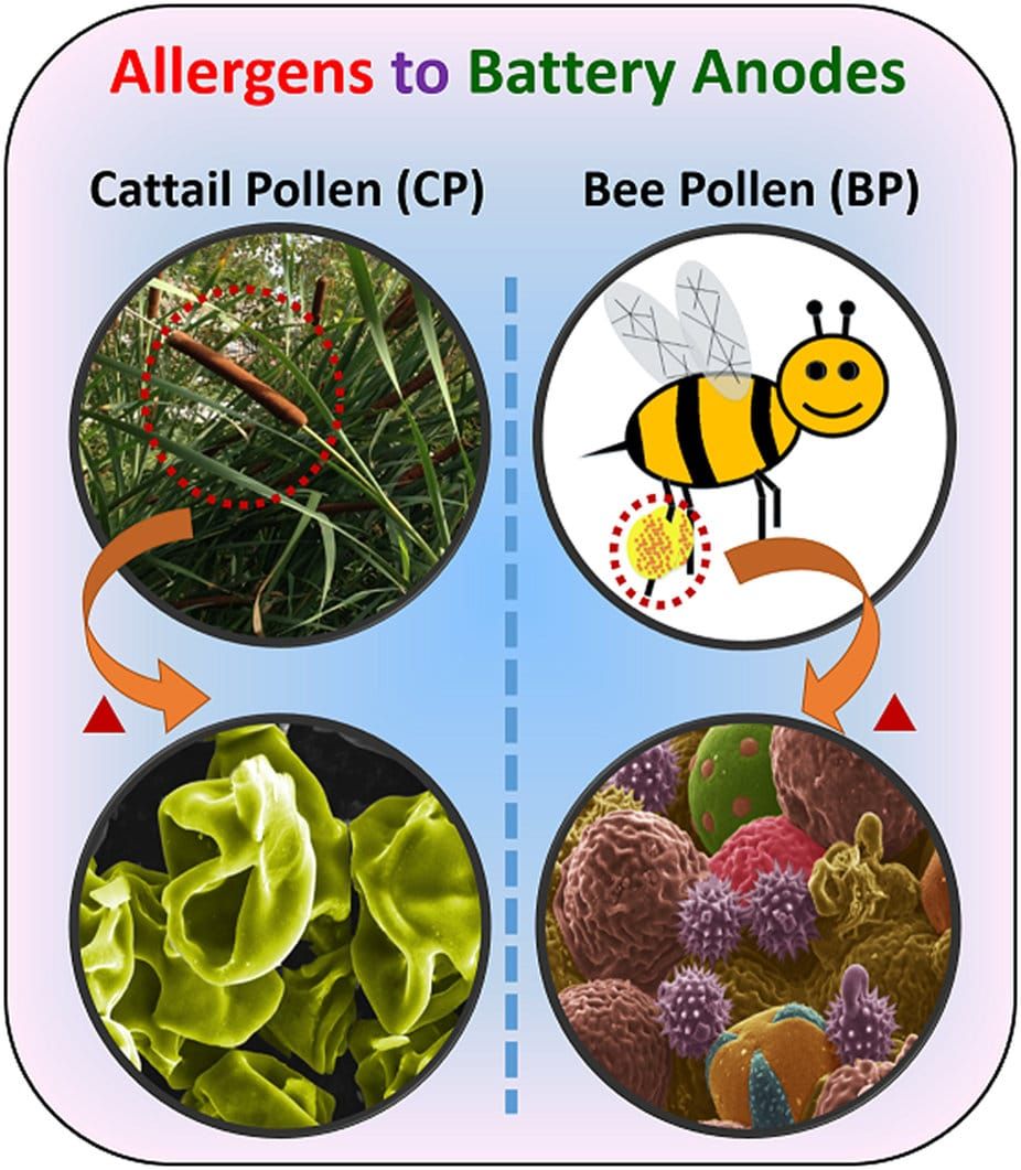 Preparation of pollen derived carbon microstructure via solid state pyrolysis of two distinct pollen sources.