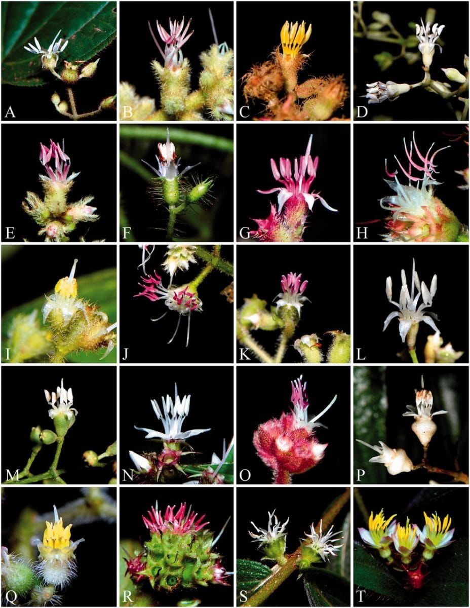 Examples of flowers of Leandra s.str.