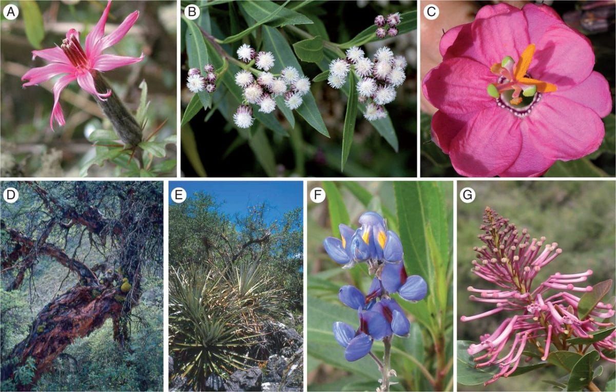 Plant species and habitats surveyed in the Sacred Valley