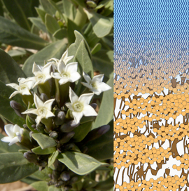 Effectiveness of cuticular transpiration barriers in a desert plant at controlling water loss at high temperatures