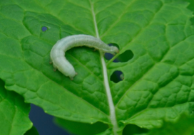 Increased resistance to a generalist herbivore in a salinity-stressed non-halophytic plant