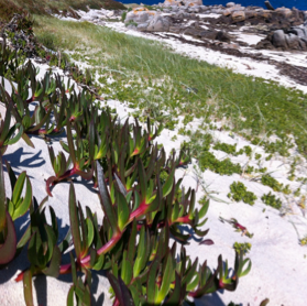 Clonal integration facilitates the colonization of drought environments by plant invaders