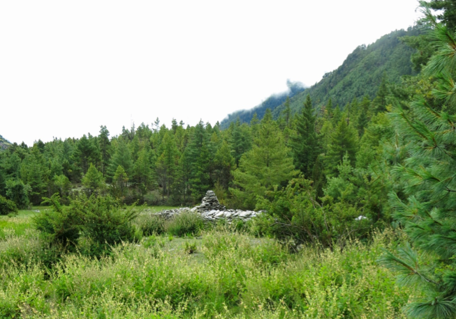 Trade-off among different anti-herbivore defence strategies along altitudinal gradient