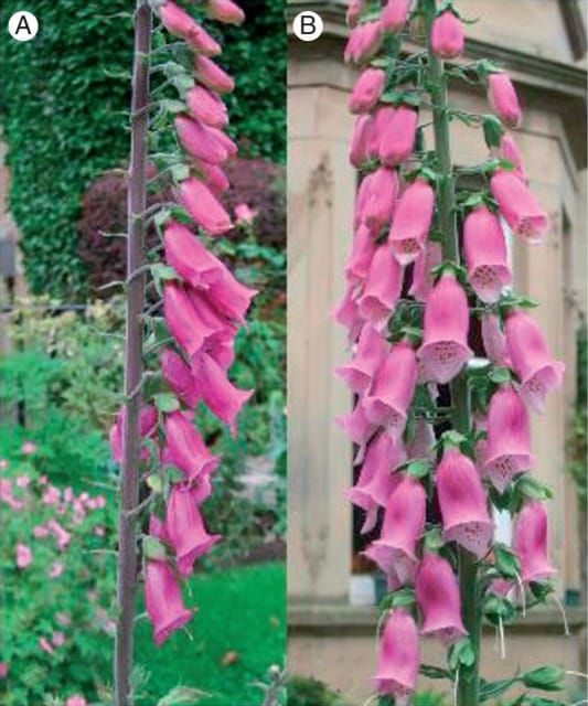 Digitalis purpurea