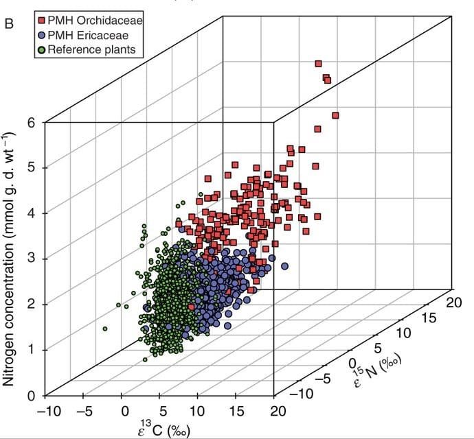 Single values for enrichment factors ε13C and ε15N and nitrogen concentrations (mmol g d. wt−1) of partially mycoheterotrophi