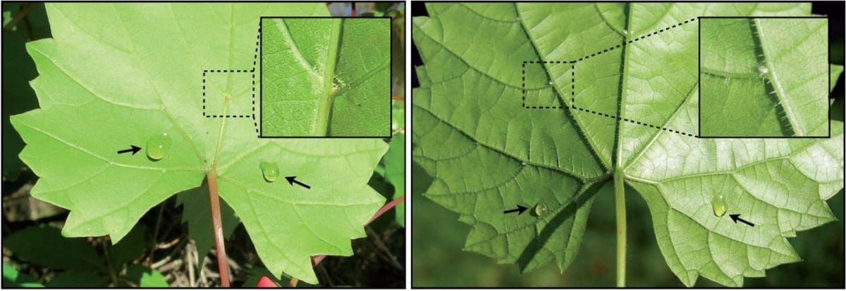 Vitis munsoniana (left) and V. riparia (right) leaves with foliar sugar solution treatments