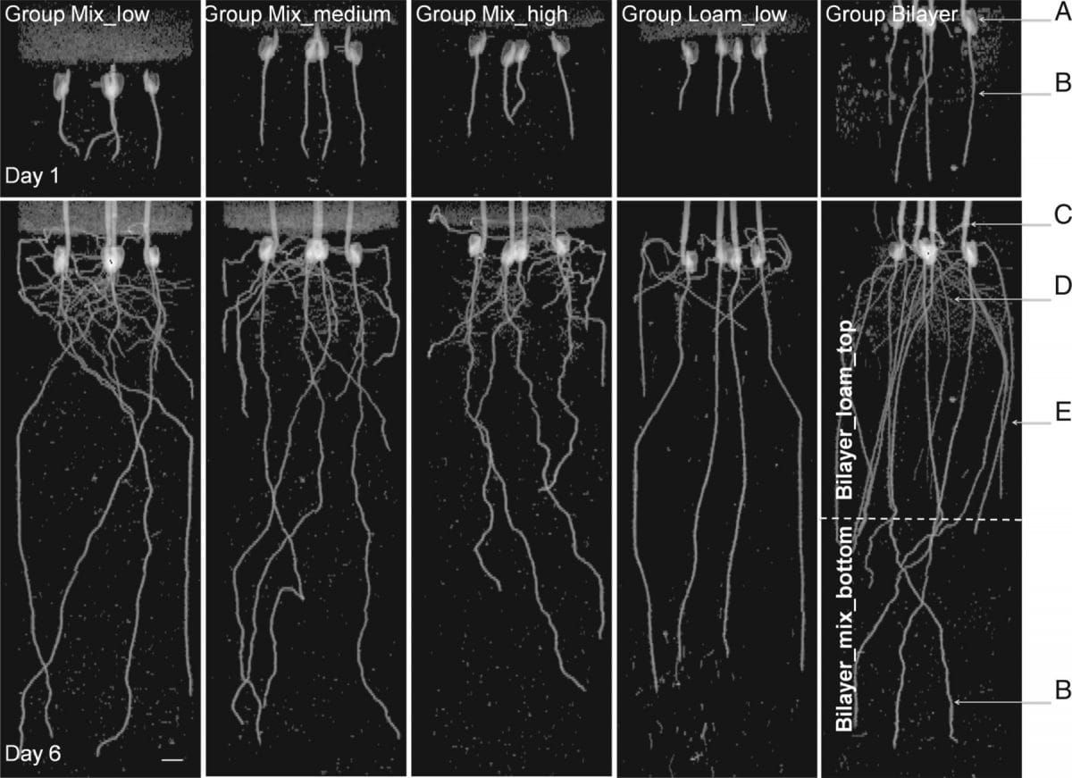 Typical MRI projection images of maize roots growing in mixed sands with different bulk densities and structures.