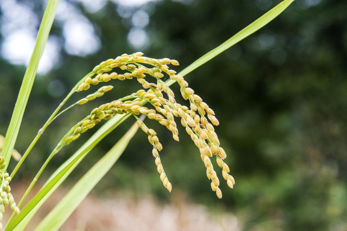 Oryza sativa