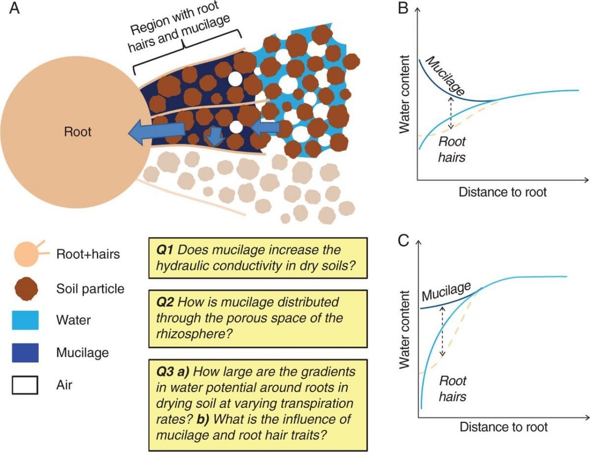 Conceptual model of root water uptake including the effect of mucilage and root hairs.
