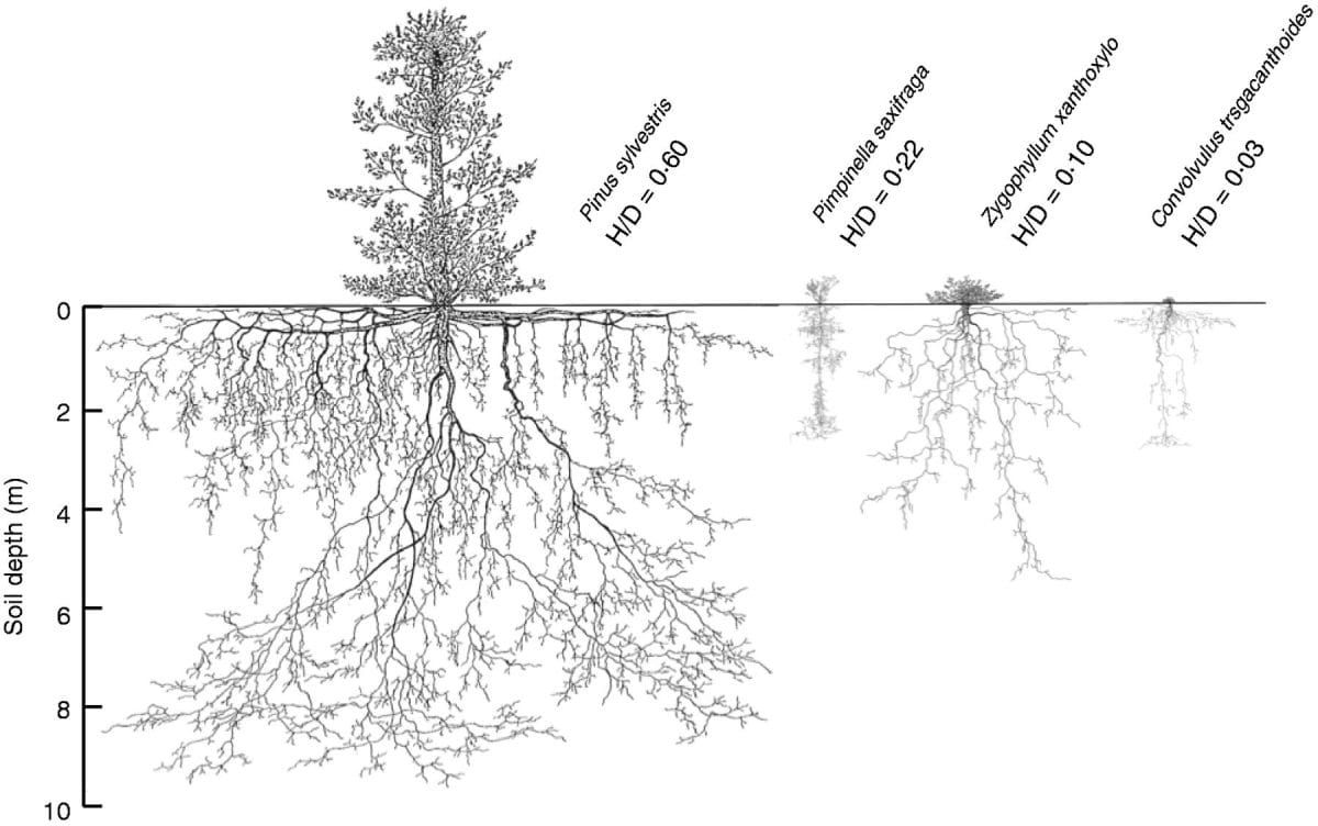 Drawings of the above- and below-ground extension of the species Pinus sylvestris, Pimpinella saxifrage, Zygophullum xanthoxy