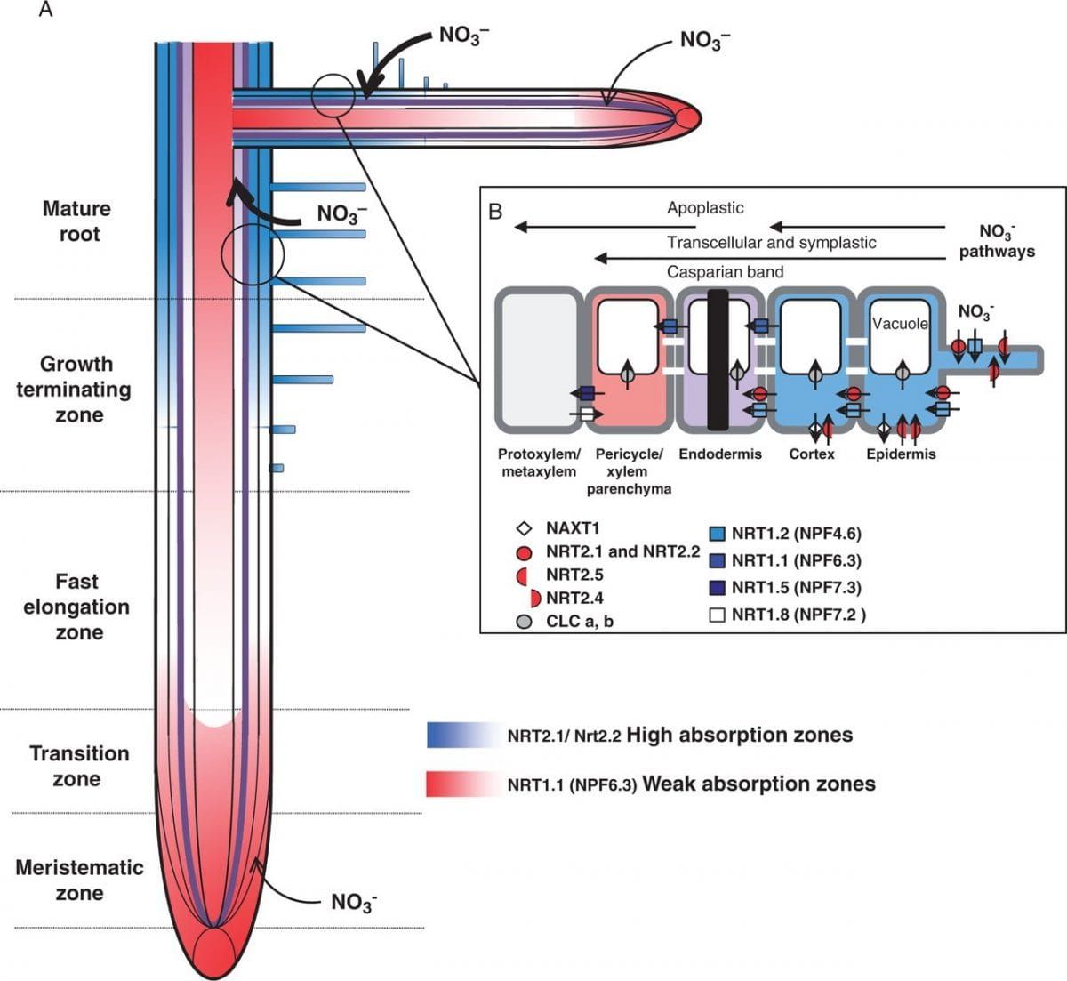 Location of the different root zones where nitrate is taken up by nitrate transporters of NRT family in Arabidopsis.
