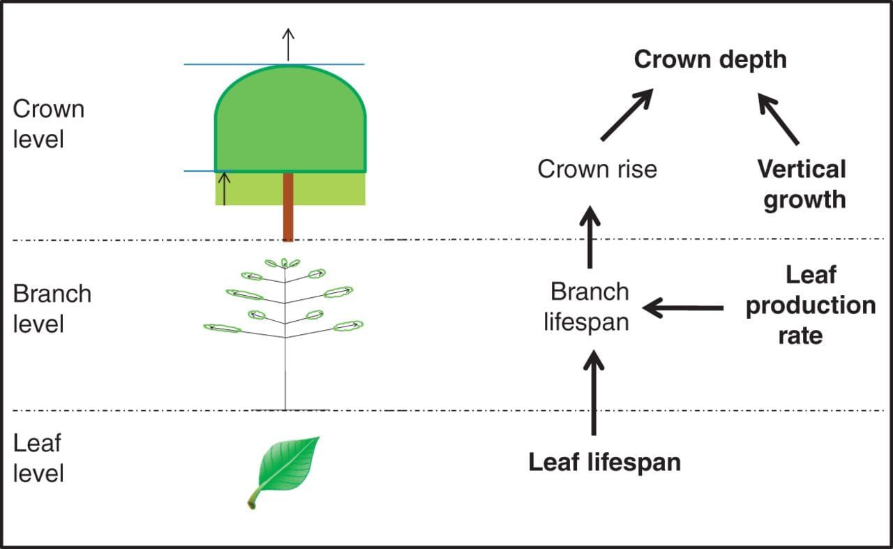 Determinants of crown depth at three organizational levels.