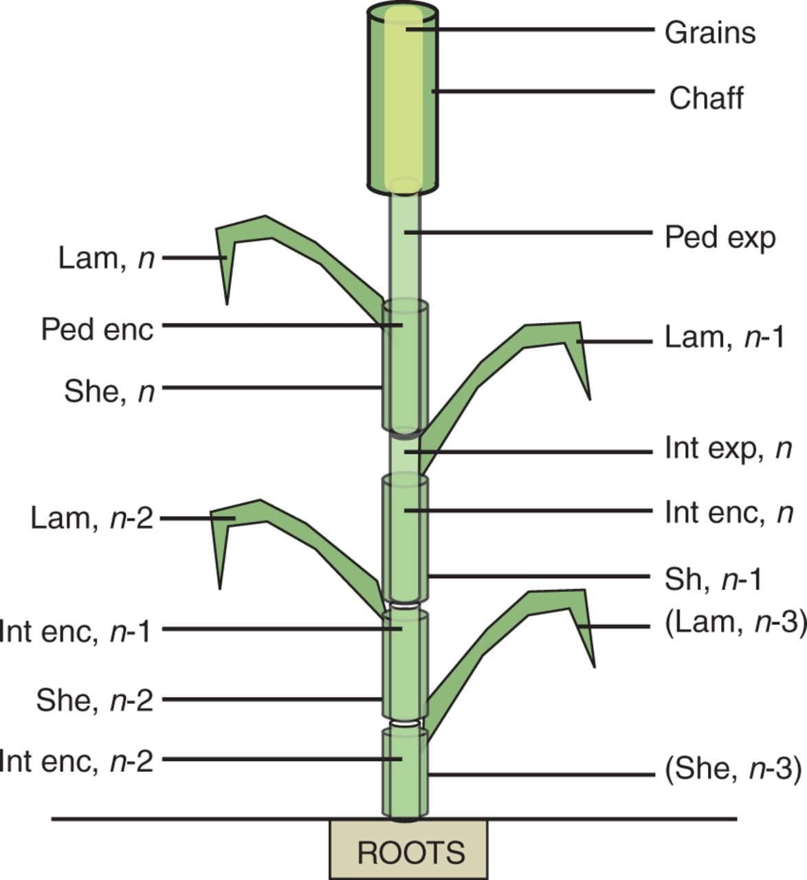 Botanical description of the culm structure of wheat as implemented in the model.