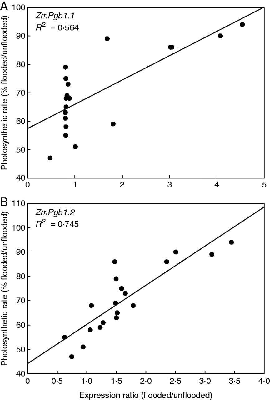 Correlation between the expression ratio (flooded/unflooded) of ZmPgb1.1 and ZmPgb1.2 in relation to the ability of the genot