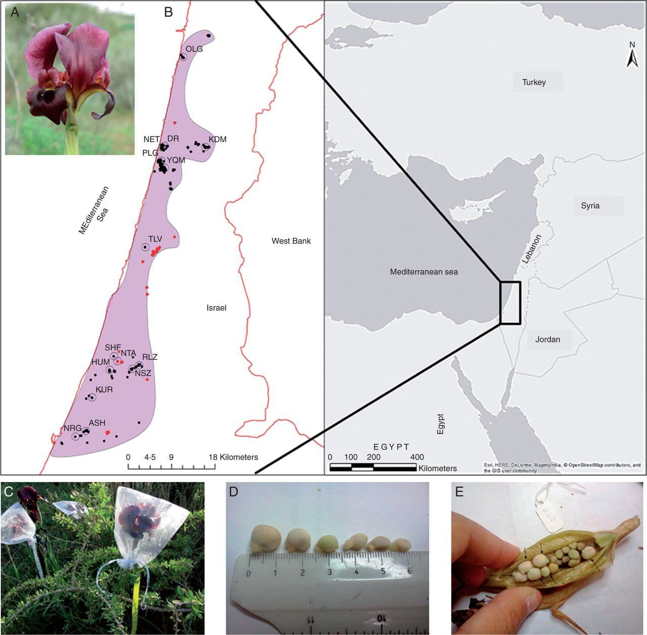 Flower of Iris atropurpurea in NET population and distribution map of I. atropurpurea.