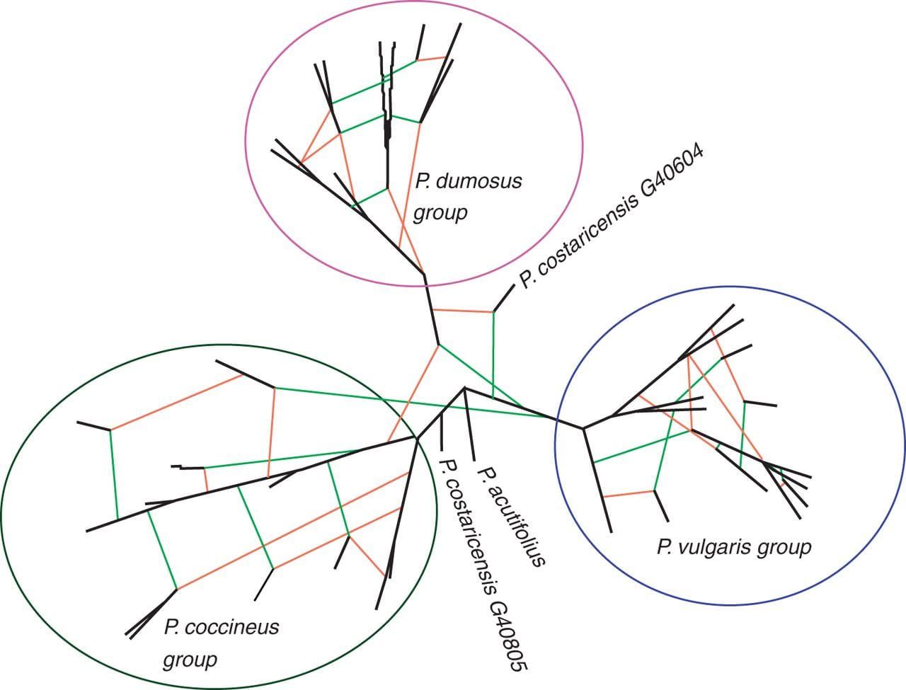 Hybridization network showing the hypothetical reticulation events among Phaseolus species.