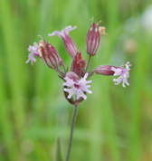 Evidence for asymmetrical hybridization despite pre- and post-pollination reproductive barriers between two Silene species