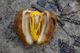 Spatiotemporal strategies that facilitate recruitment in a habitat specialist tree species