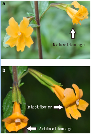 Florivory and pollinator visitation: a cautionary tale