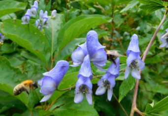 Foraging responses of bumblebees to rewardless floral patches: Importance of within-plant variance in nectar presentation