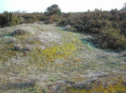 The use of plant community attributes to detect habitat quality in coastal environments