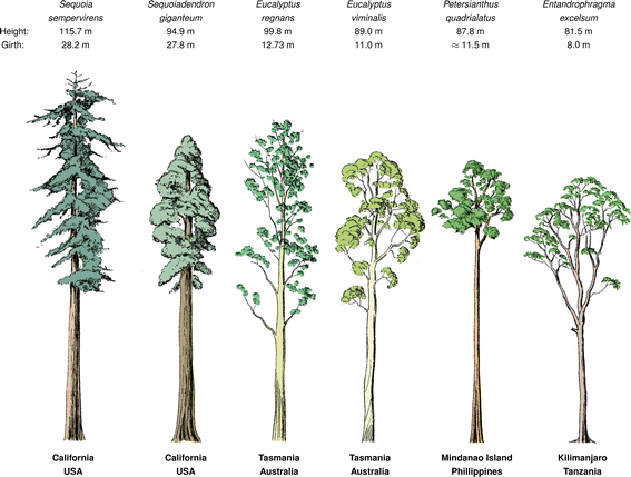 The height, girth, and locations of some of the world’s tallest tree species by Hemp et al.