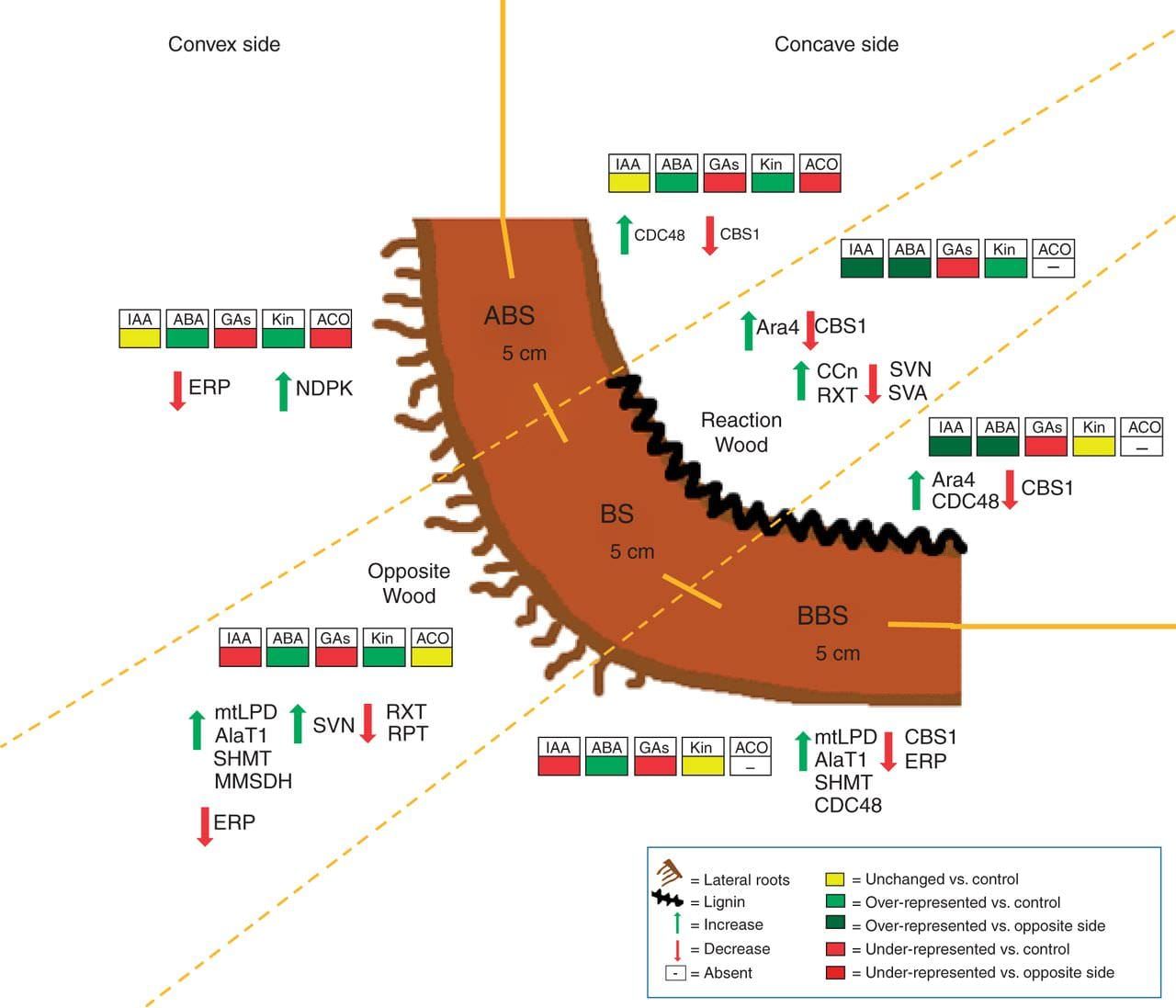 Model summarizing the main anatomical, phytohormonal and proteomical changes observed in the convex and concave sides of thre