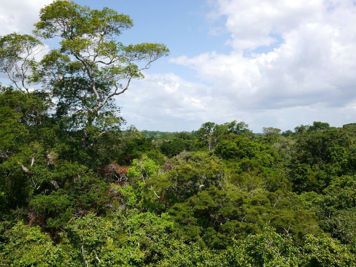 Caxiuanã National Forest Reserve in the lowland Amazon Rainforest.