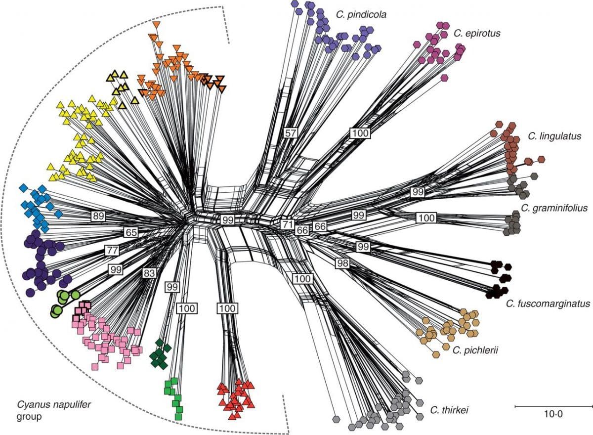 Neighbour-net diagram based on AFLP profiles of 460 Cyanus