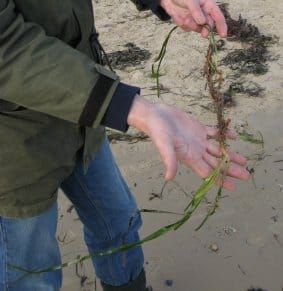 Plant Records: When Land Doesn’t Mean Land…