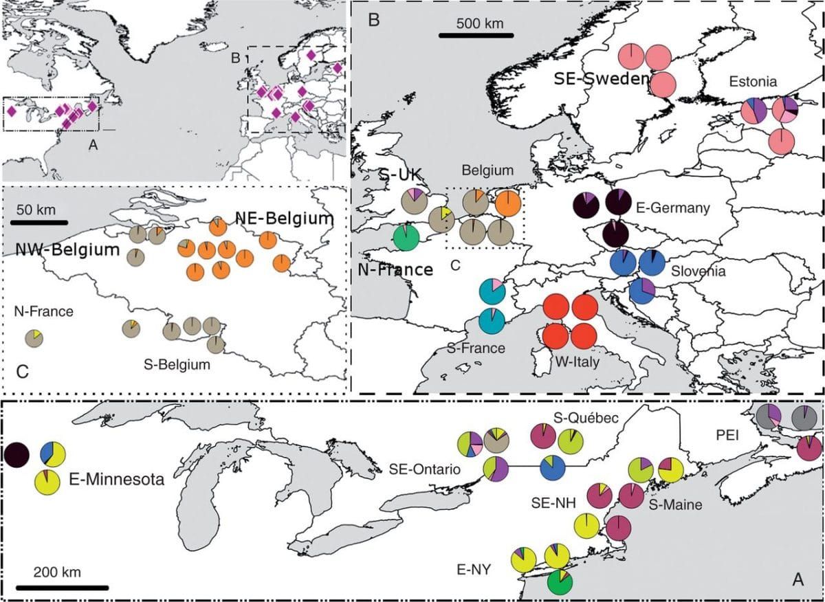 Map showing geographical locations of populations in the invaded range (A) and the native range (B) of Frangula alnus.