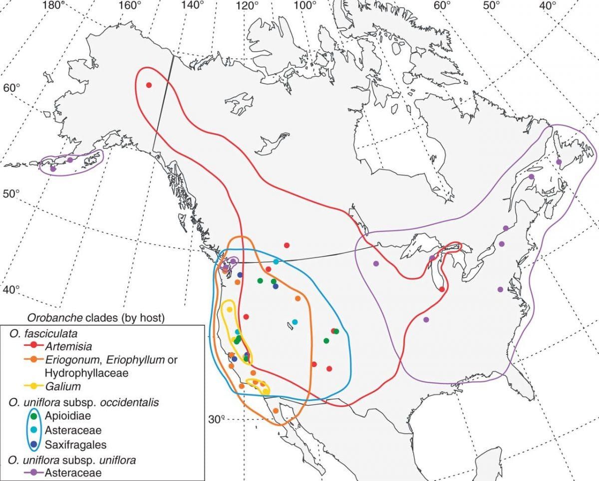 Range map of host-specific clades of Orobanche sect. Gymnocaulis.
