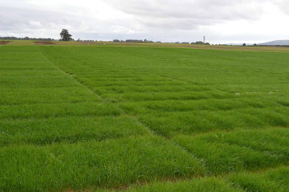 Ryegrass