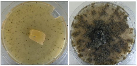 The defensive role of foliar endophytic fungi for a South American tree