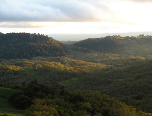 Effects of topoclimatic complexity on the composition of woody plant communities