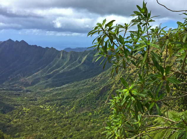 Biogeography and evolutionary diversification in one of the most widely distributed and species rich genera of the Pacific