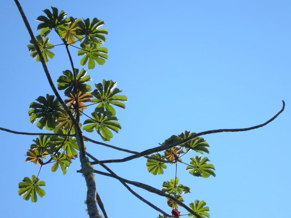 Cecropia pachystachya