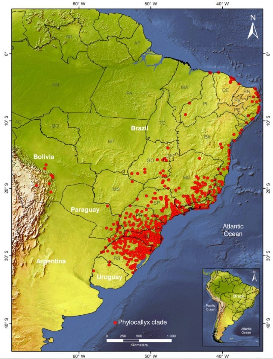 Predicted regions of historical stability in the Phylocallyx clade across the Quaternary
