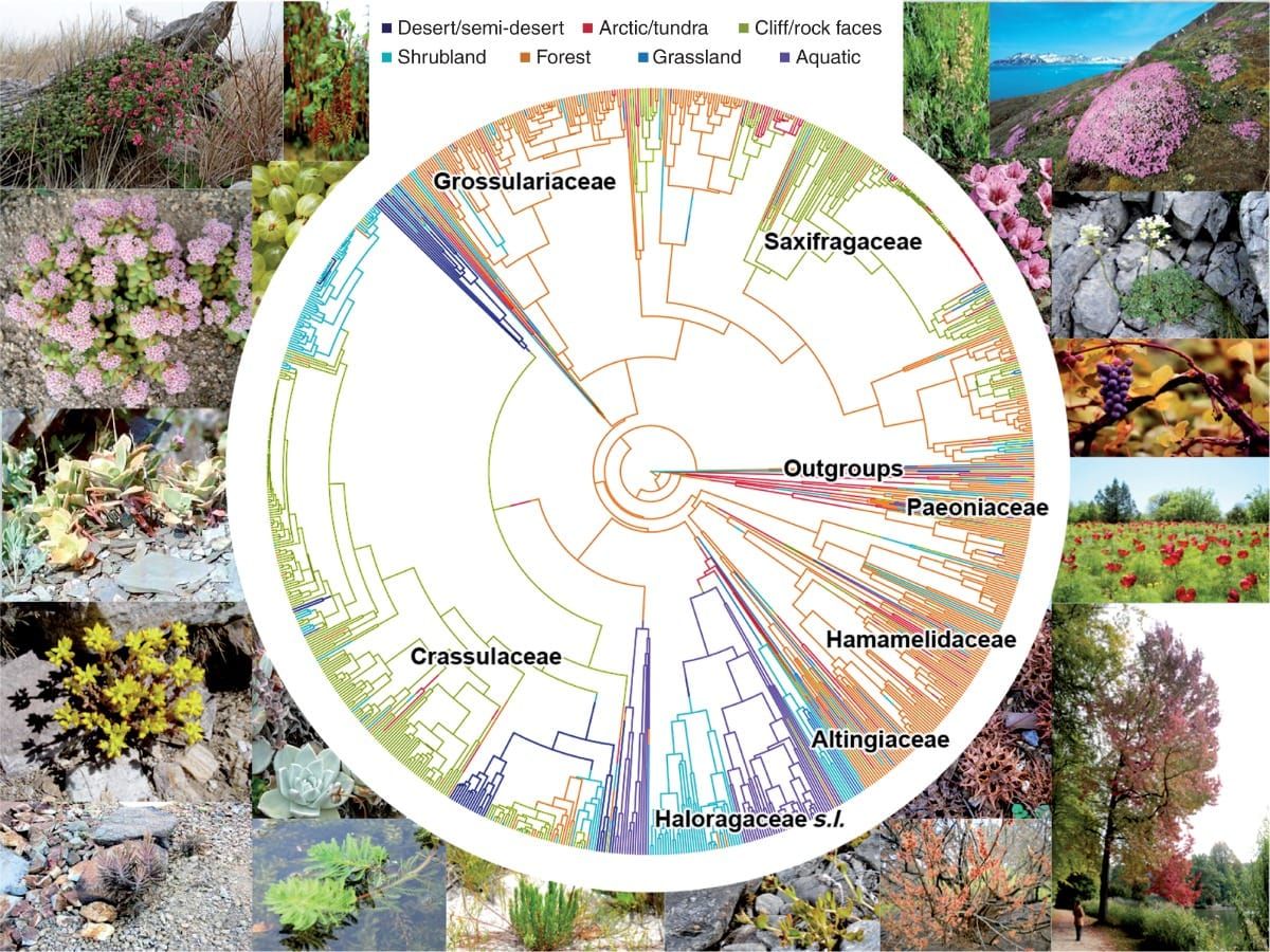 A phylogenetic tree for species of Saxifragales with a reconstruction of habitat evolution using SIMMAP (see key for colours)