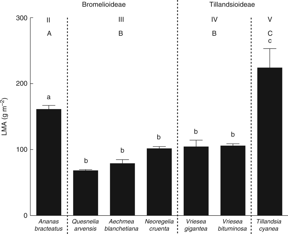 Leaf mass per area (LMA) of the species in the study