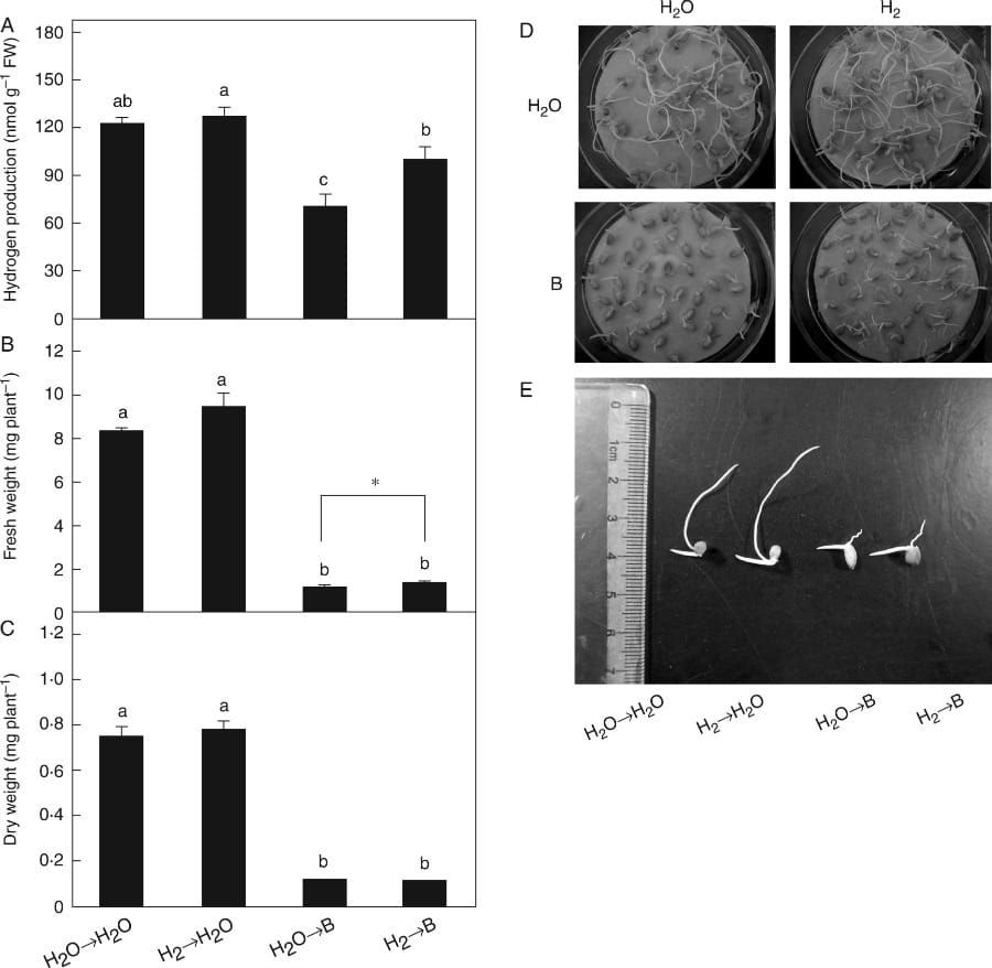 Changes in endogenous H2 production and the alleviation of growth inhibition induced by excess boron mediated by H2.