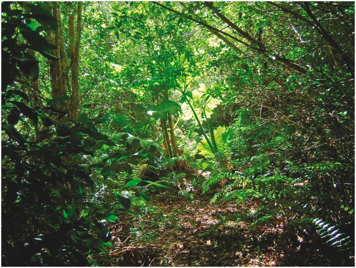 Depiction of the temperate rain forest understorey light availability in Aiken Park (45°27′S, 72°45′W, 40 m a.s.l), Aysén Reg