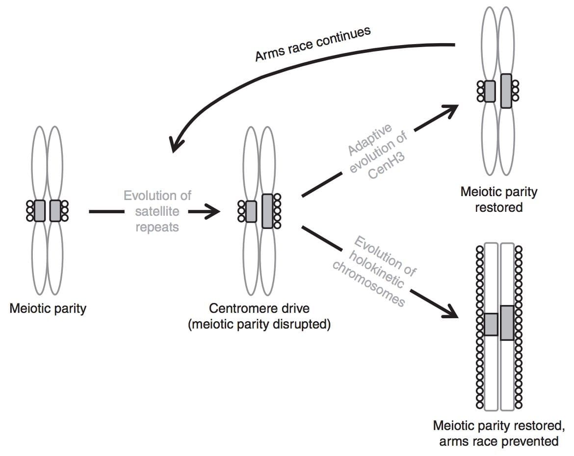 The model of centromere drive in monocentric chromosomes and its suppression by chromosomal holokinetism.
