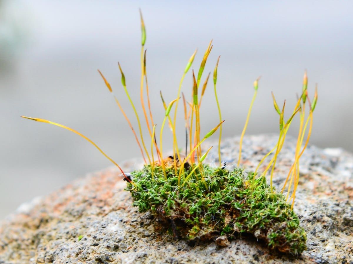 A bit of moss, showing both the gametophyte and sporophyte forms.