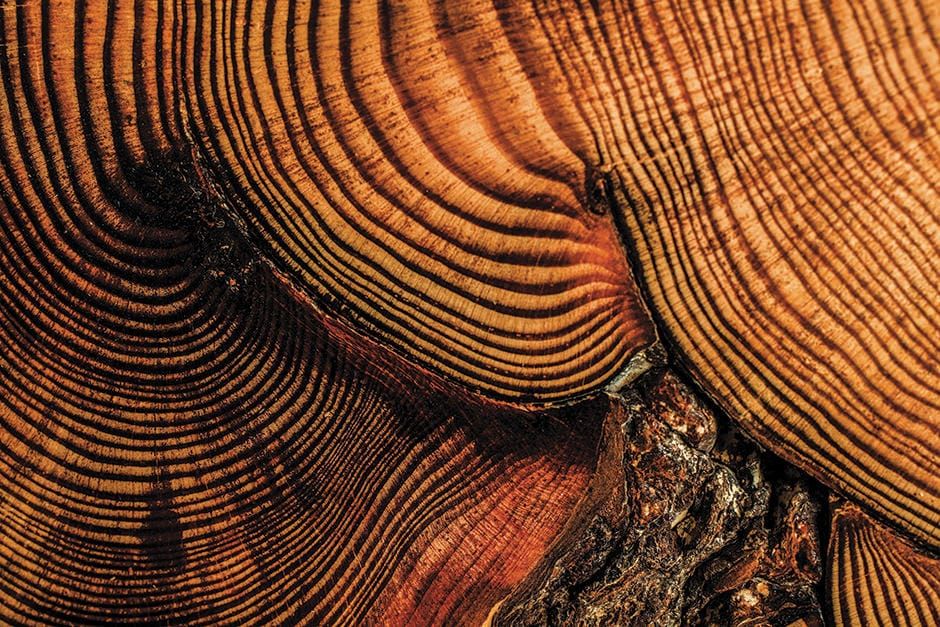 Cross section of a red pine from the 17th century.