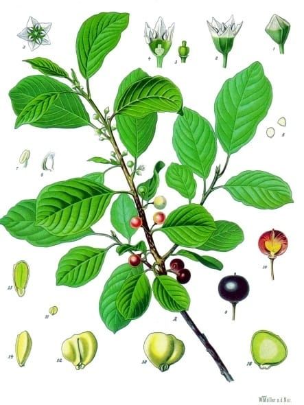Alder buckthorn