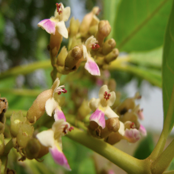 Reproductive traits affect the rescue of valuable and endangered multipurpose tropical trees