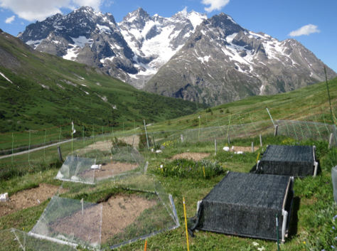 Early establishment of trees at the alpine treeline: idiosyncratic species responses to temperature-moisture interactions